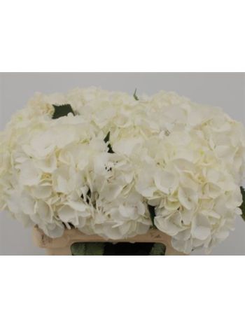 HYDR M WHITE VERENA 60CM