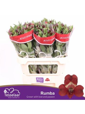ALSTR RUMBA