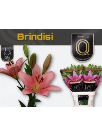 LI LA BRINDISI 95CM %