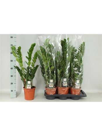 ZAMIOCULCAS ZAMIIFOL