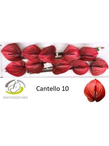 ANTH A CANTELLO *10 - %