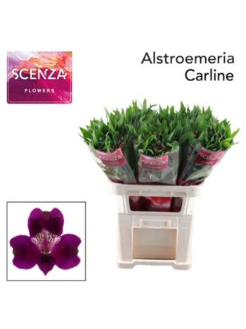 ALSTR CARLINE