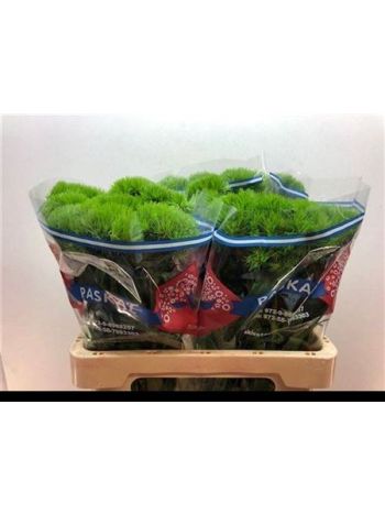DI BARB KIWI MELLOW 60CM