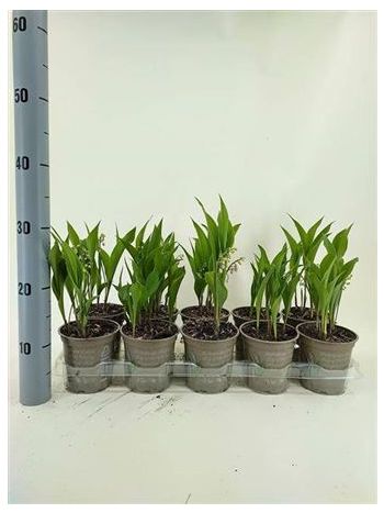 CONVALLARIA MAJALIS