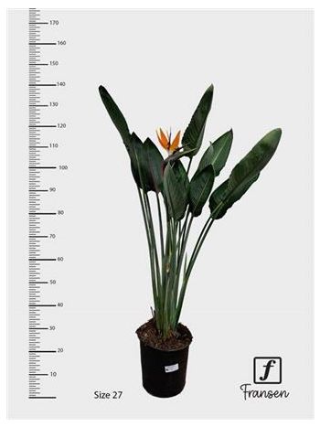 STRELITZIA REGINAE