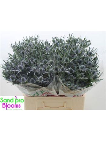 ERYN MAG BLUE LAGOON 60CM