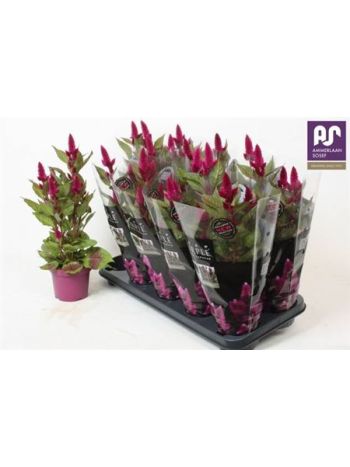 CELOS DEEP PURPLE