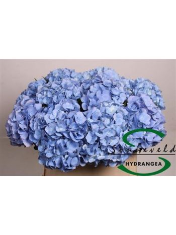 HYDR M HILD MOORH BL 80CM