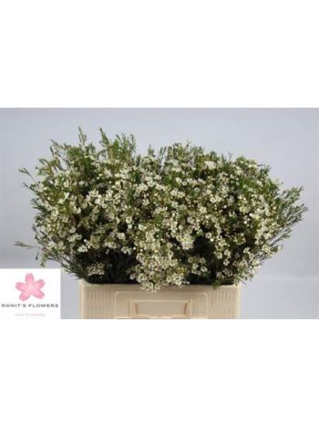 CHAME UN OFIR 60CM - %
