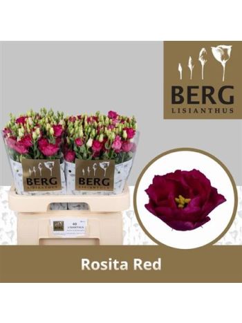 EUS G ROSI RED