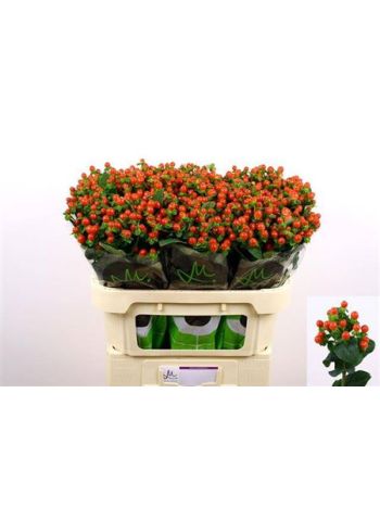 HYP TOMATO FLAIR