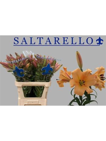 LI OT SALTARELLO 100CM - %