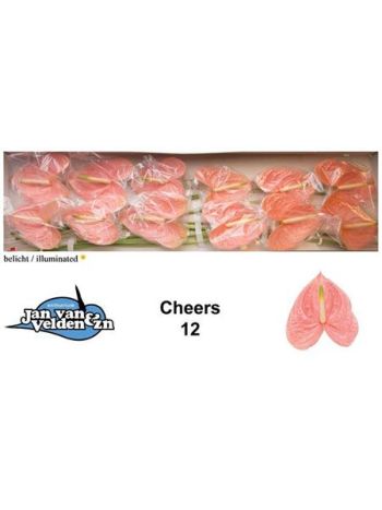 ANTH A CHEERS *12