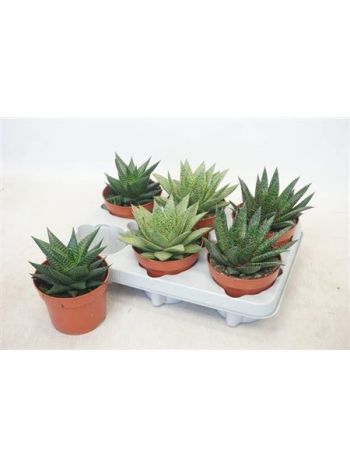 ALOE GEM