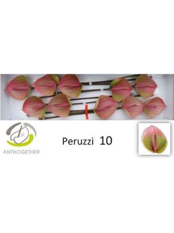ANTH A PERUZZI *10