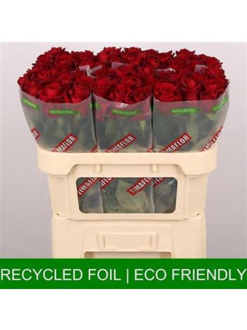 R GR EVER RED 70CM