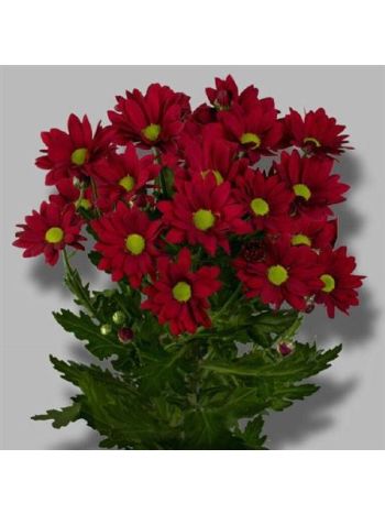 CHR T RUBY STAR
