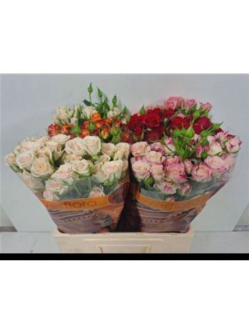 R TR GEM IN FUST 60CM