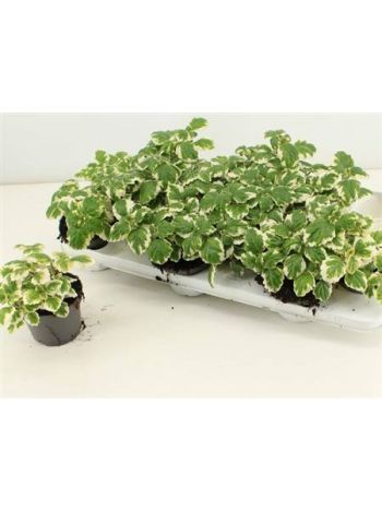 PLECTRANTHUS SZÚNYOGŰZŐ