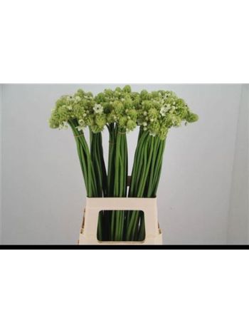ORNIT SAUNDERSIAE 70CM