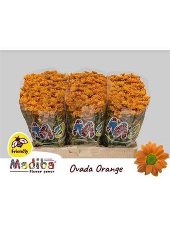 CHR SAN  MAD OVADA OR - %