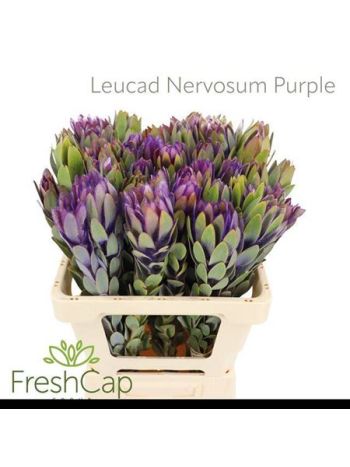 LEUCAD NERVOSUM - LILA 60CM