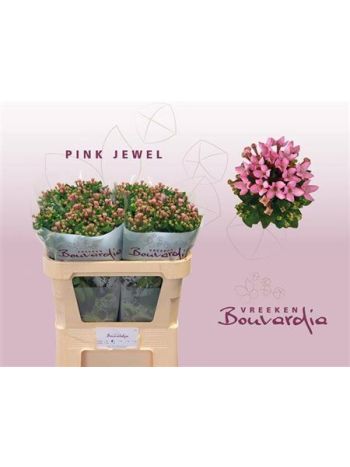 BOU EN PINK JEWEL 70CM - %