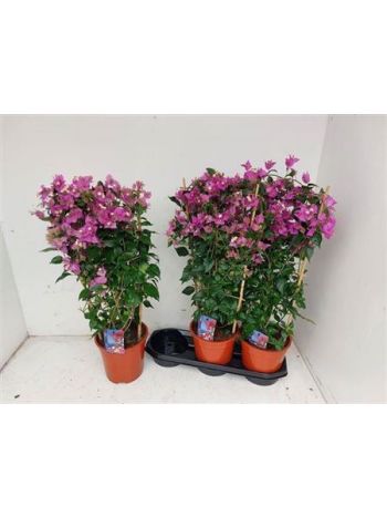 BOUGAINV ALEXANDRA