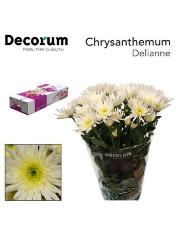 CHR T  F. DELIAN WHITE