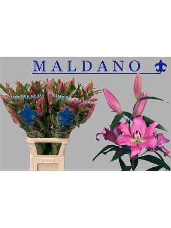 LI OT MALDANO 100CM