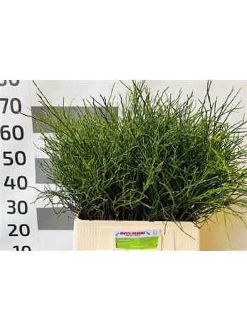 VACC HUCKLEBERRY BS
