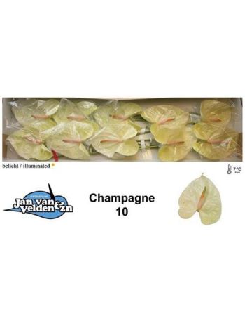 ANTH A CHAMPAGNE *10 - %
