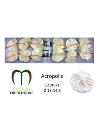 ANTH A ACROPOLIS *12