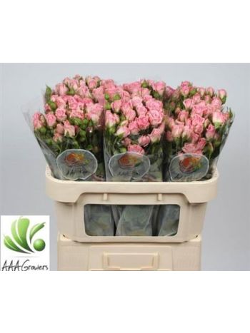 R TR ODILIA 70CM