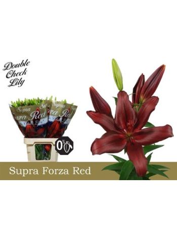 LI LA FORZA RED 95CM