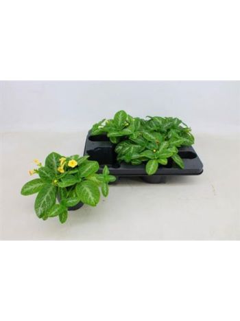 EPISCIA SÁRGA VIRÁGÚ