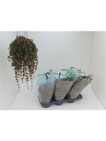 PILEA DEPRESSA AKASZTÓS
