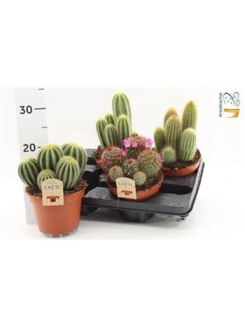 CACTUS GEM