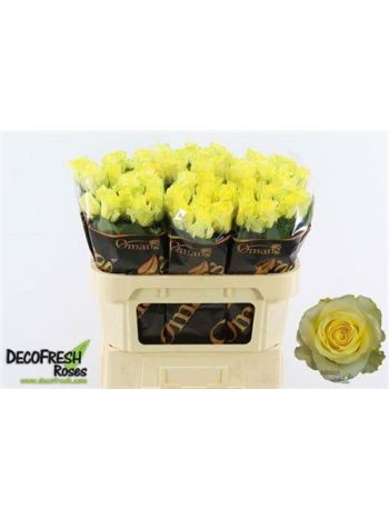 R GR MINION ROSE 70CM