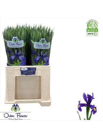 IRIS BLUE MAGIC
