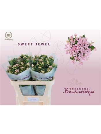 BOU EN SWEET JEWEL 70CM