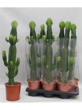 EUPHOR ACRURENSIS