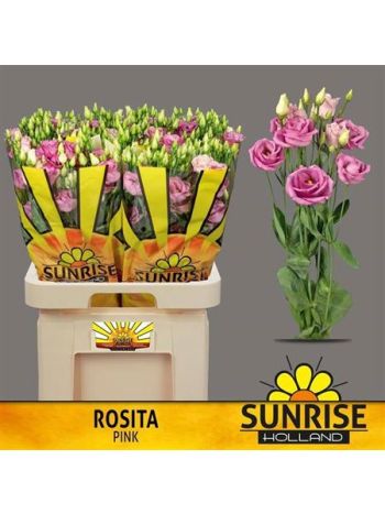 EUS G ROSI ROSE PINK