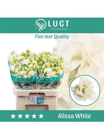 EUS G ALISSA WHITE