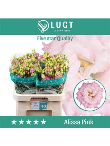 EUS G ALISSA PINK -%