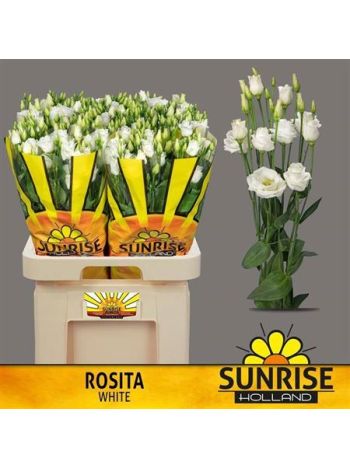 EUS G ROSI WHITE