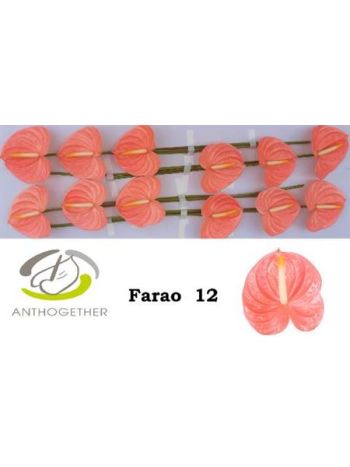 ANTH A FARAO *12