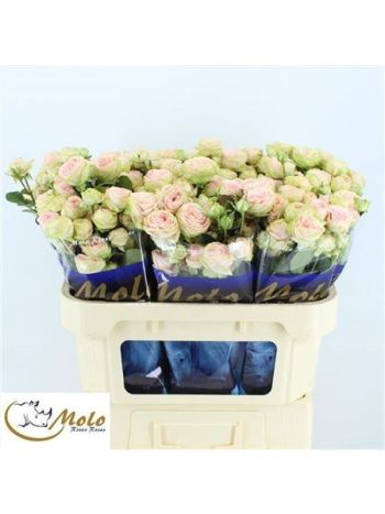 R TR SWEET GISELLE! 70CM %