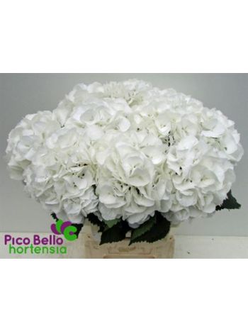 HYDR M SCHNEEBALL 60CM