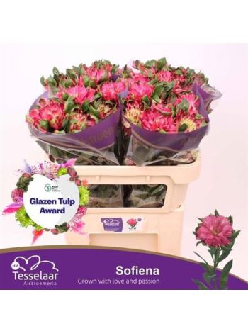 ALSTR  SOFIENA